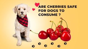 Are Cherries Safe for Dogs to Consume?
